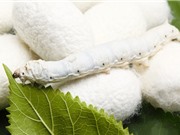 Tiềm năng phát triển vật liệu mang thuốc từ chiết xuất kén tằm 